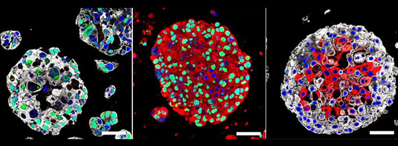 photos of organoids