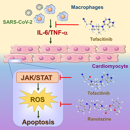 image of how macrophages lead to heart tissue damage