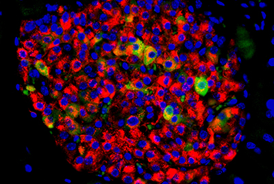 Pancreatic islet staining