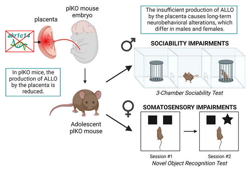 chart of long-term effect placental ALLO insufficiency on behavior