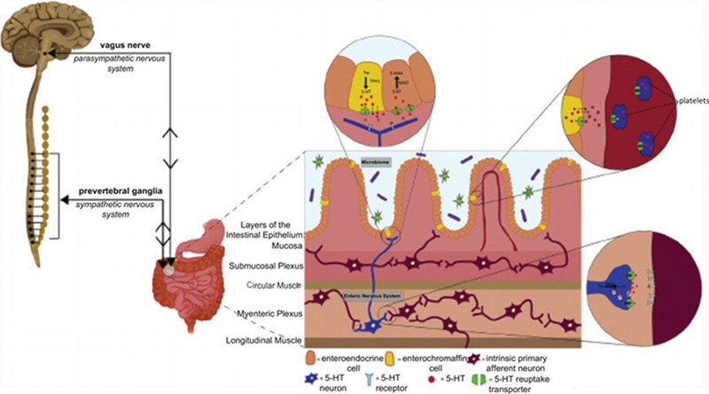 image of enteric and central nervous system