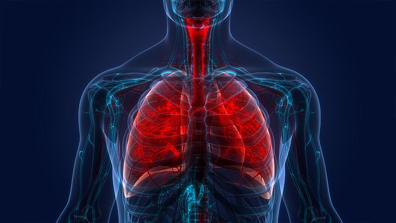 Illustration of the respiratory system