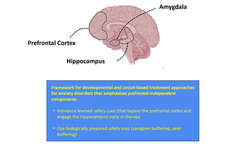 Developmental framework to guide potential treatment approaches for anxiety disorders.