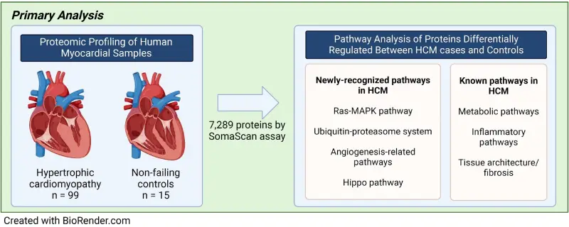 Biorender analysis